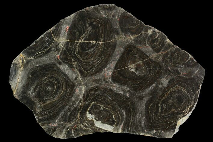 Polished Stromatolite (Acaciella) From Australia - MYA #129228